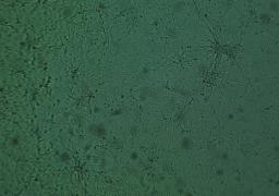 KPC Cell Line (C57/BL6 genetic background) - Cancer Tools - Life Sciences