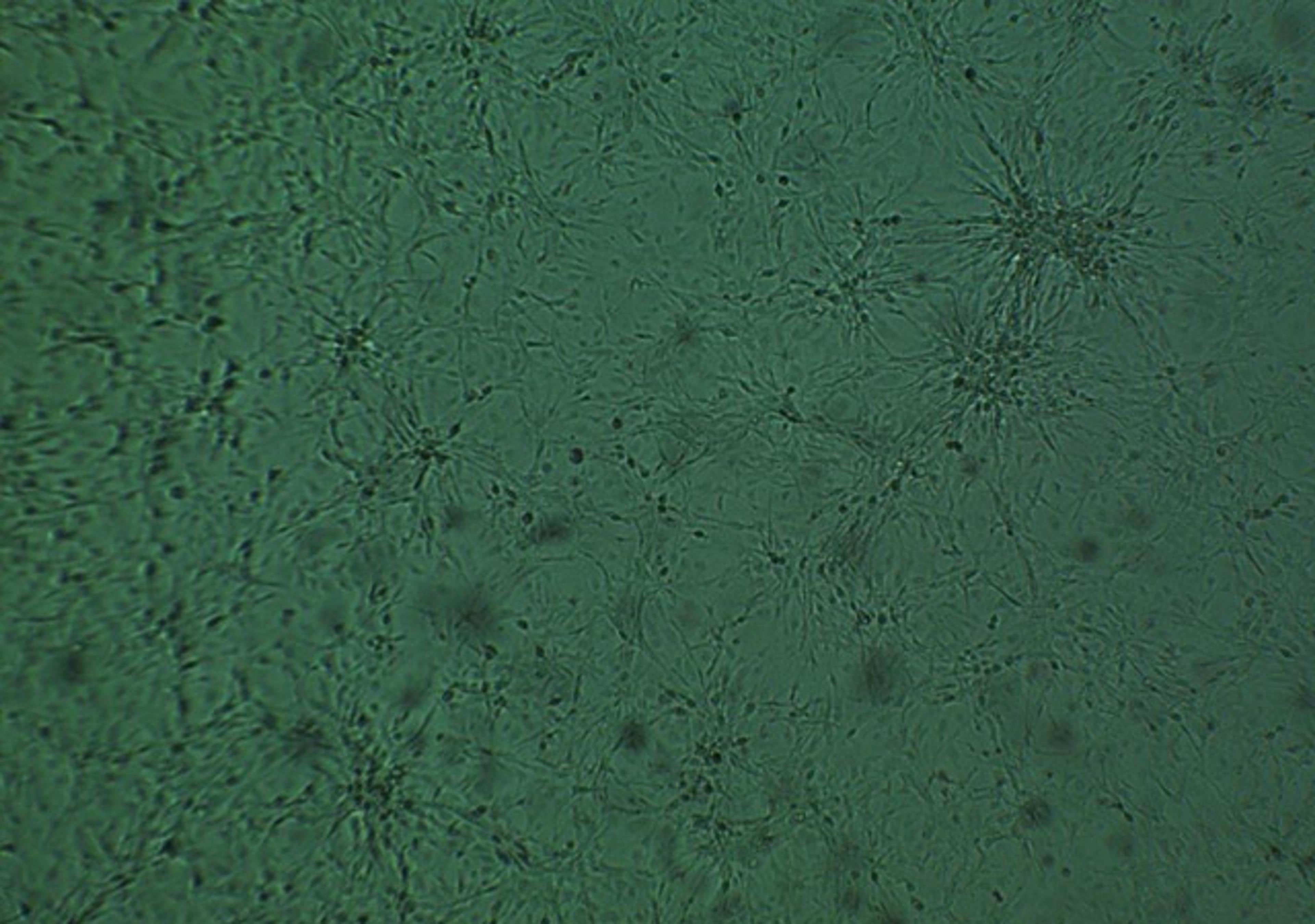 KPC Cell Line (C57/BL6 genetic background) - Cancer Tools - Life Sciences