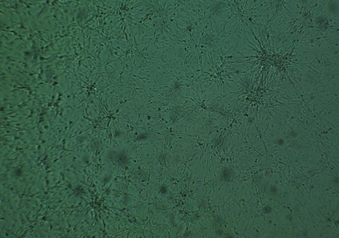 KPC Cell Line (C57/BL6 genetic background) - Cancer Tools - Life Sciences