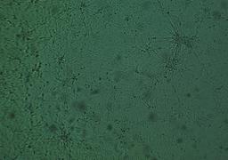 KPC Cell Line (C57/BL6 genetic background) - Cancer Tools - Life Sciences