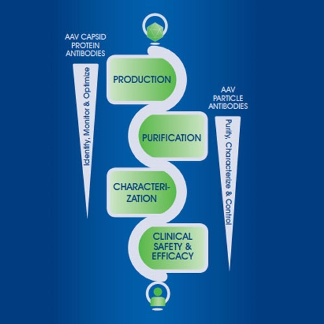 AAV capsid protein and particle antibodies - PROGEN - Life Sciences