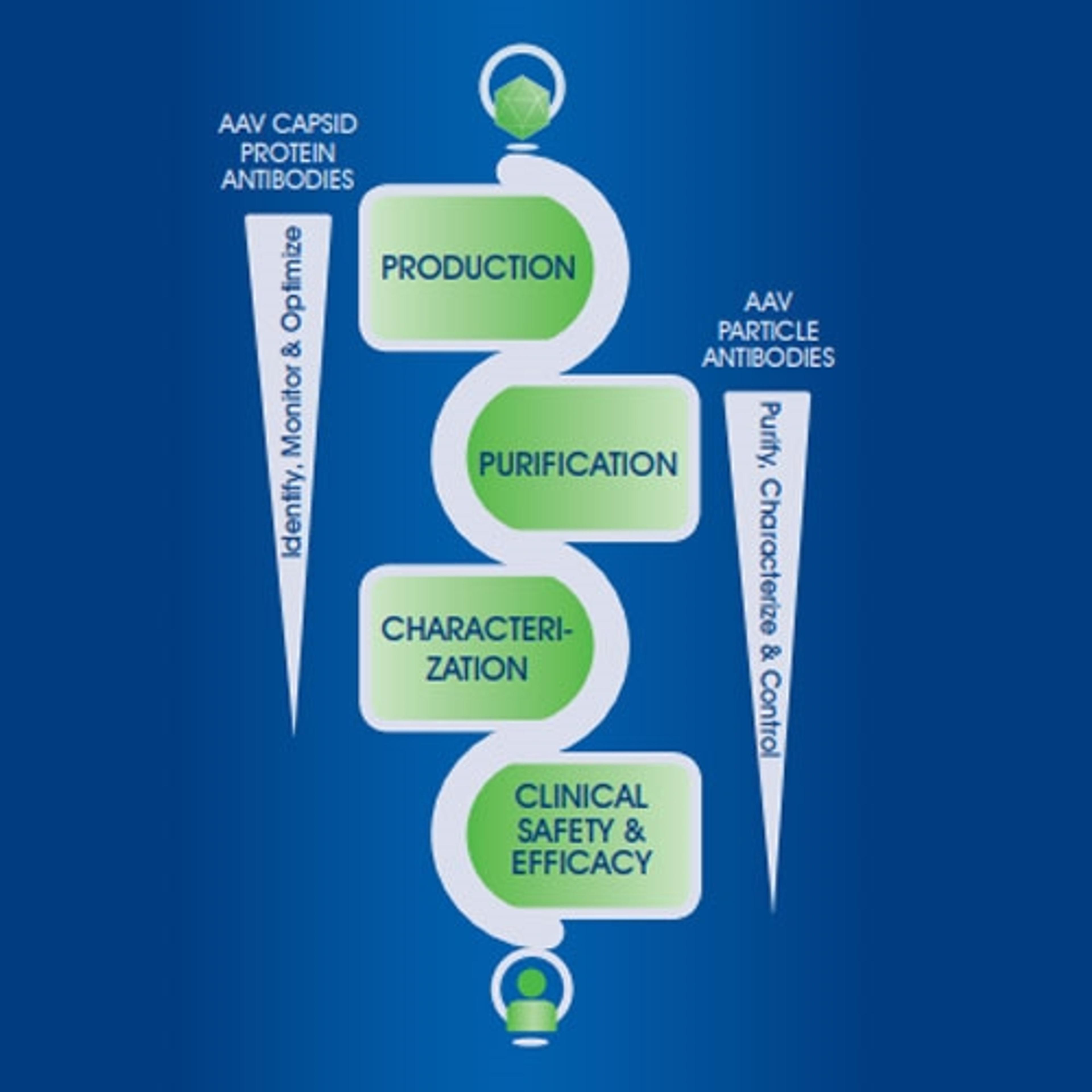 AAV capsid protein and particle antibodies - PROGEN - Life Sciences
