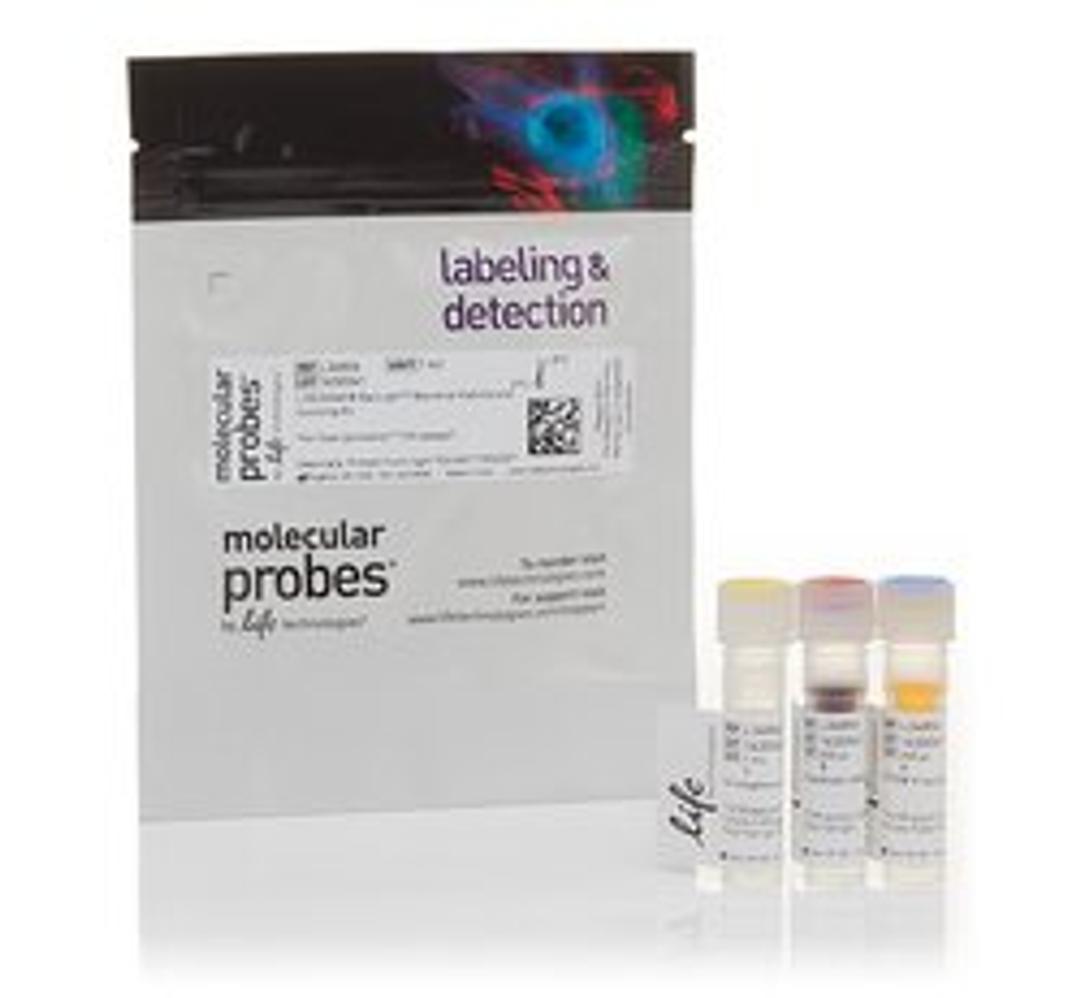 Invitrogen™ LIVE/DEAD™ BacLight™ Bacterial Viability and Counting Kit - Thermo Fisher Scientific - Life Sciences