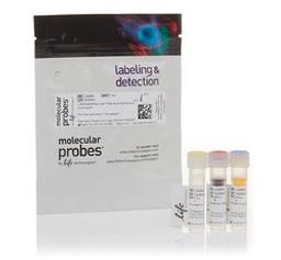 Invitrogen™ LIVE/DEAD™ BacLight™ Bacterial Viability and Counting Kit - Thermo Fisher Scientific - Life Sciences