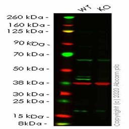 Human ADK knockout HeLa cell line - Abcam plc - Life Sciences