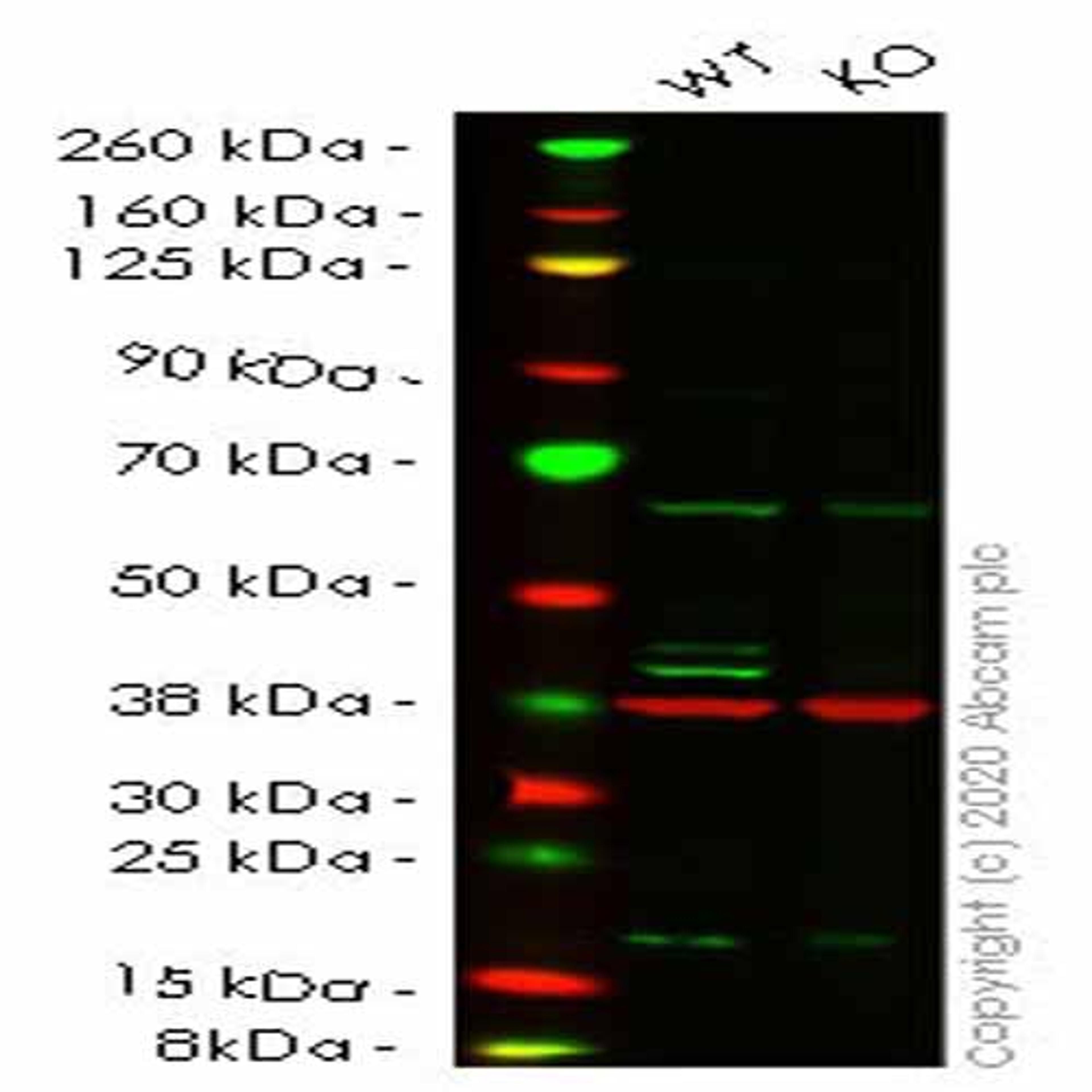 Human ADK knockout HeLa cell line - Abcam plc - Life Sciences