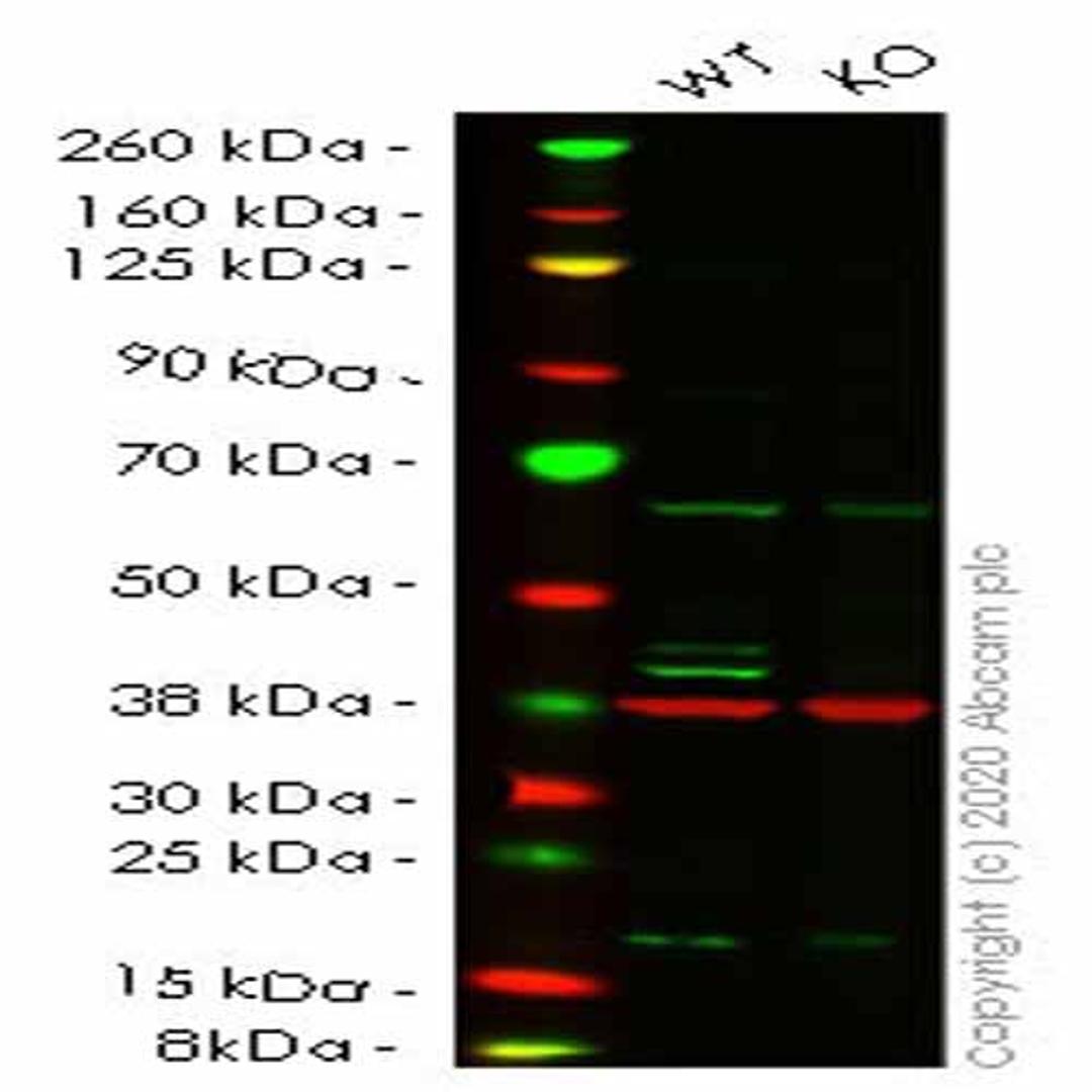 Human ADK knockout HeLa cell line - Abcam plc - Life Sciences