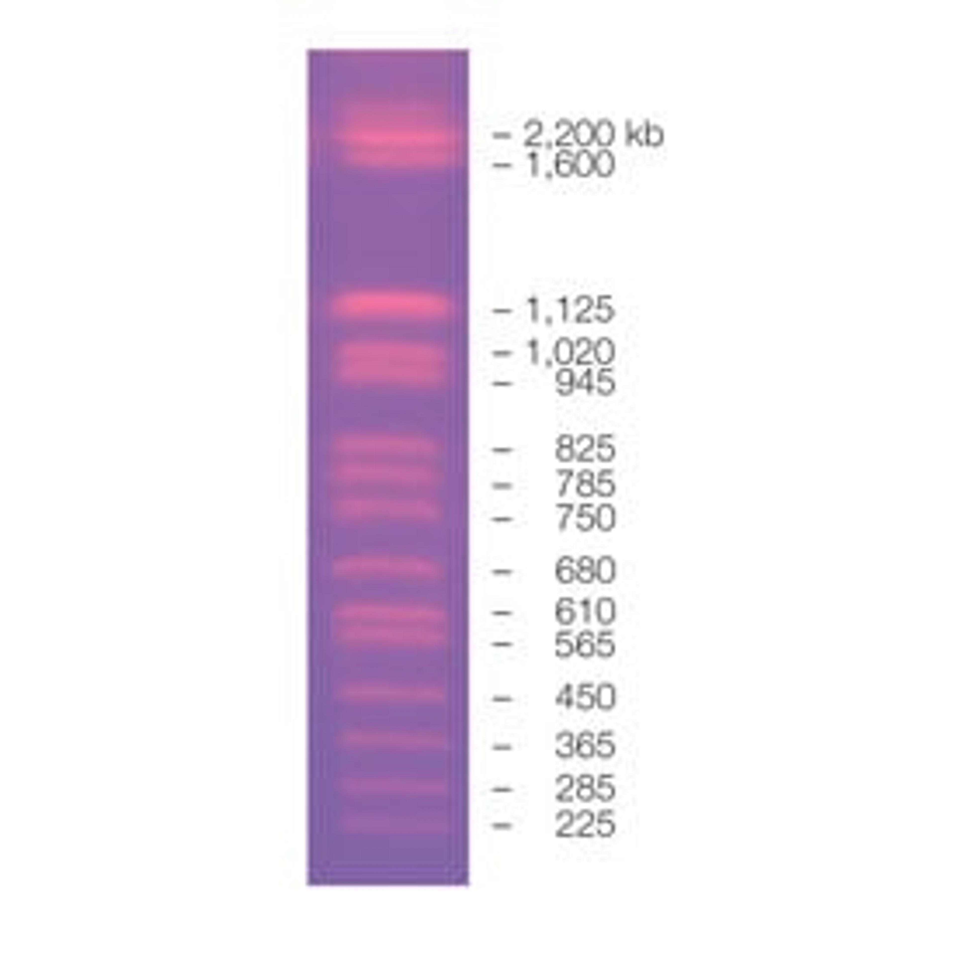 CHEF DNA Size Marker #1703605 - Bio-Rad - Life Sciences