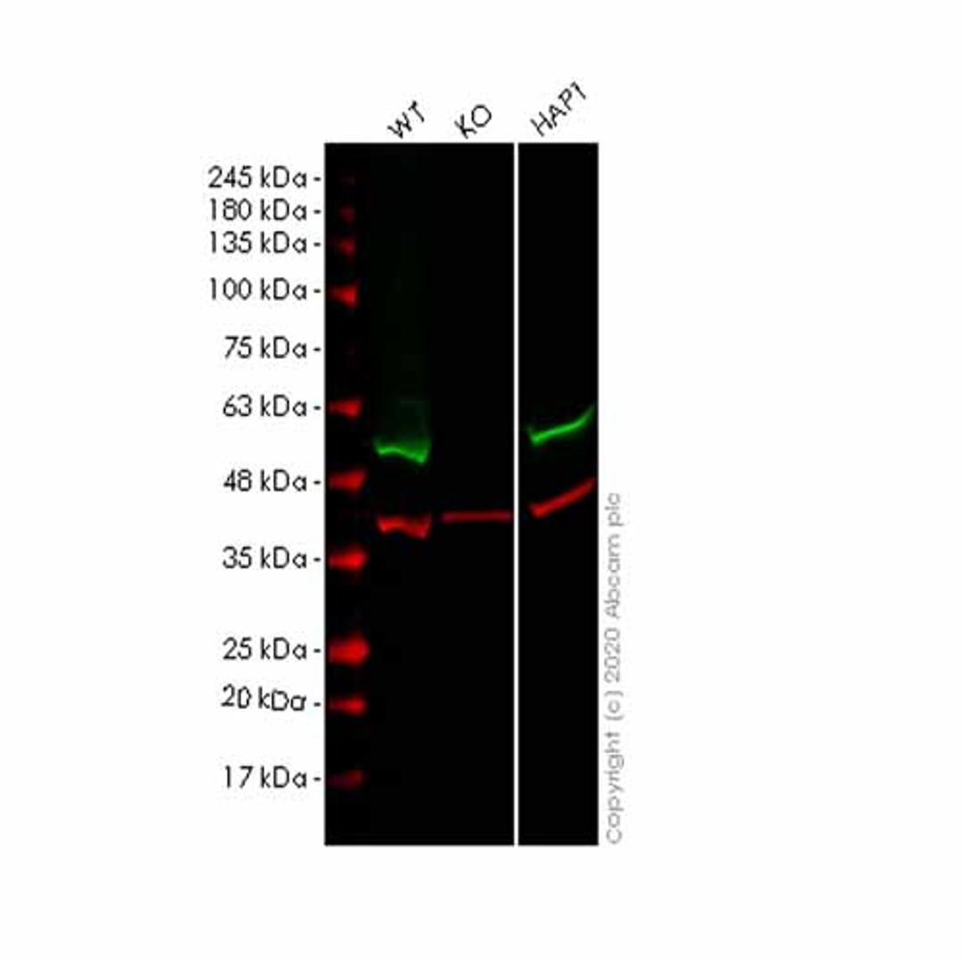 Human FLOT1 (Flotillin 1) knockout HEK293T cell line - Abcam plc - Life Sciences