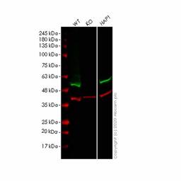 Human FLOT1 (Flotillin 1) knockout HEK293T cell line - Abcam plc - Life Sciences