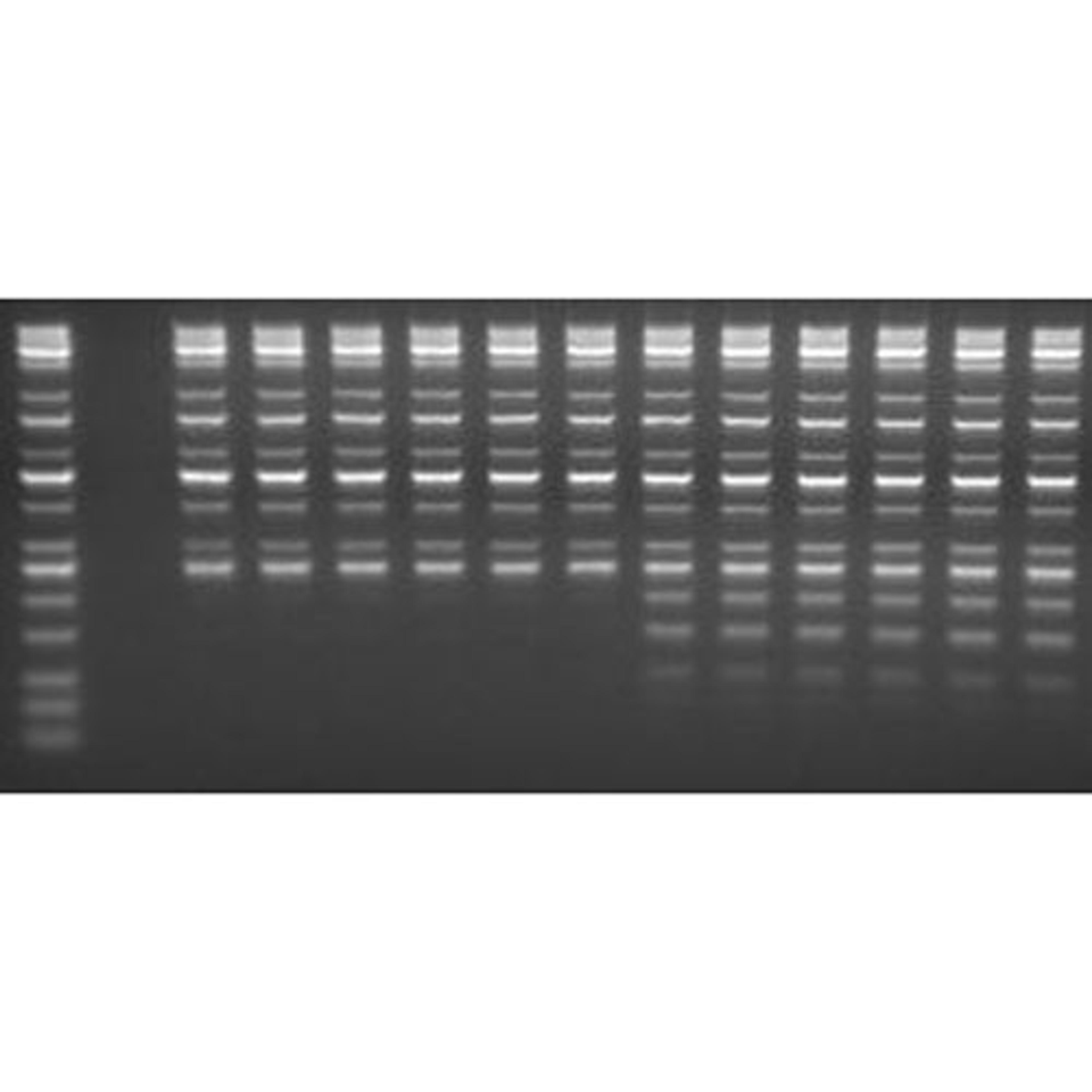 MagSi-NGSPREP Plus - AMSBIO - Life Sciences