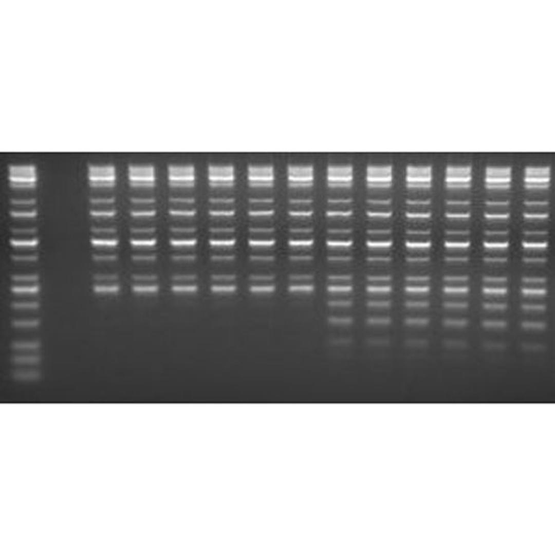 MagSi-NGSPREP Plus - AMSBIO - Life Sciences