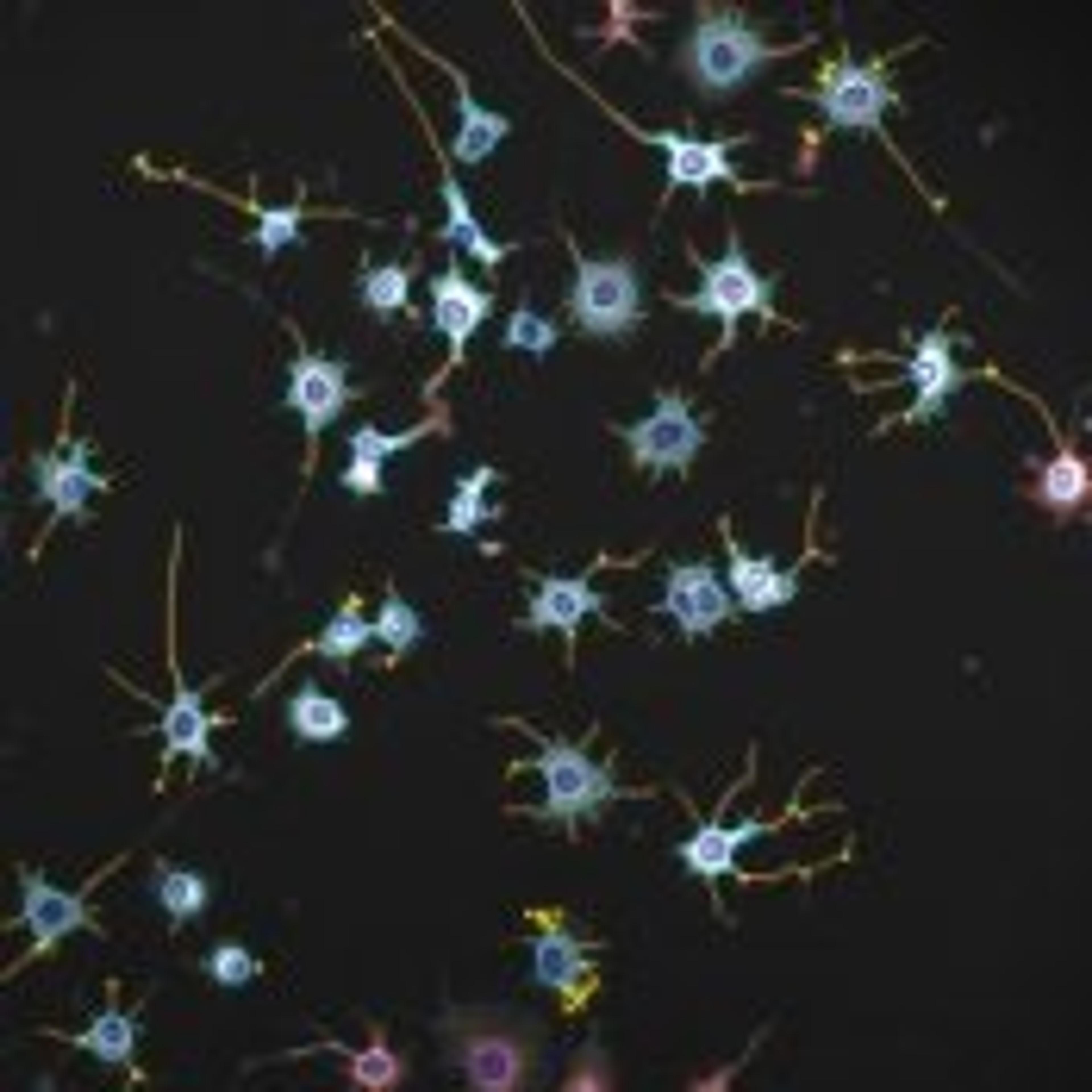 Extended Neurite Outgrowth V2 Image Analysis BioApplication for Neurobiology - null - Life Sciences