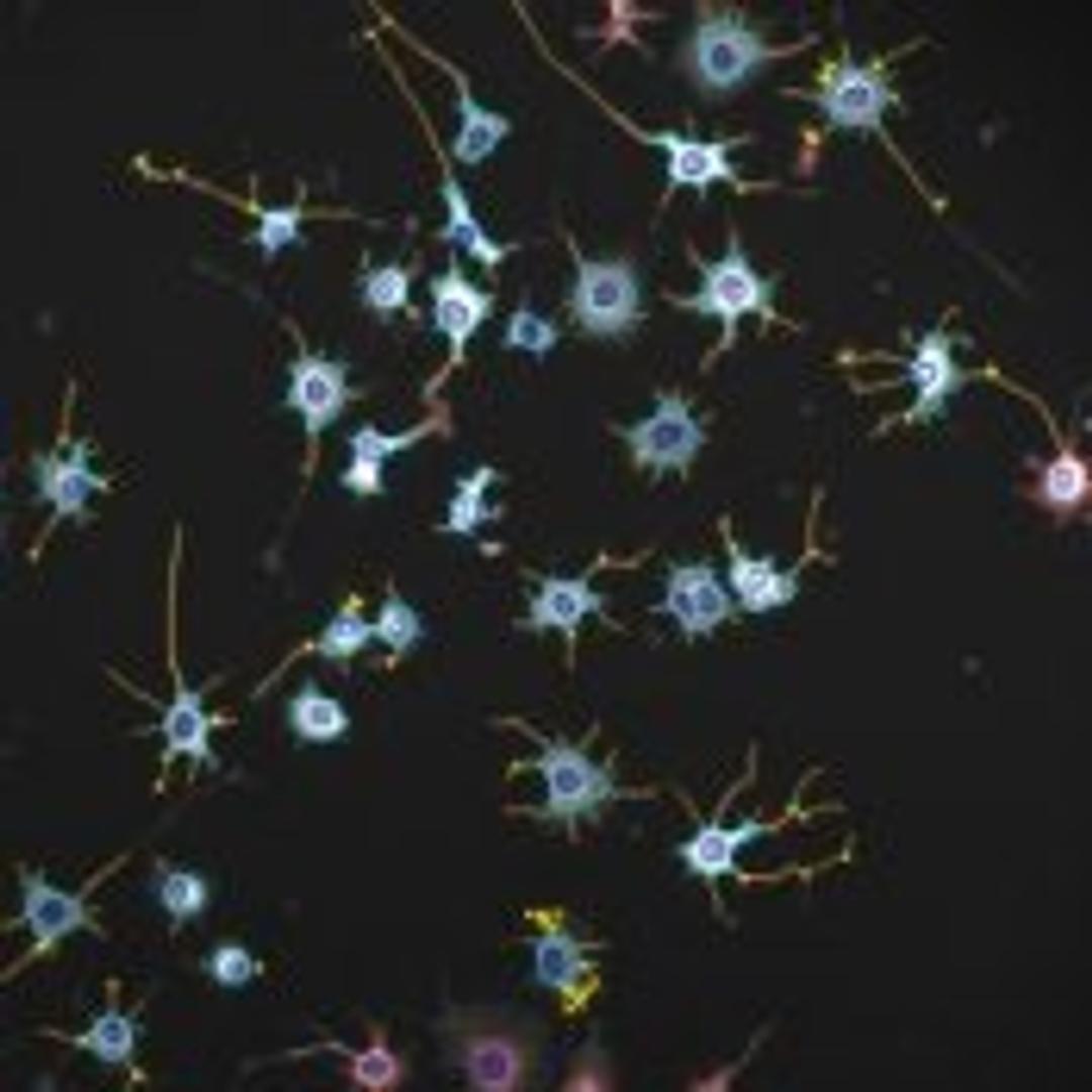 Extended Neurite Outgrowth V2 Image Analysis BioApplication for Neurobiology - null - Life Sciences