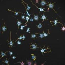 Extended Neurite Outgrowth V2 Image Analysis BioApplication for Neurobiology - null - Life Sciences