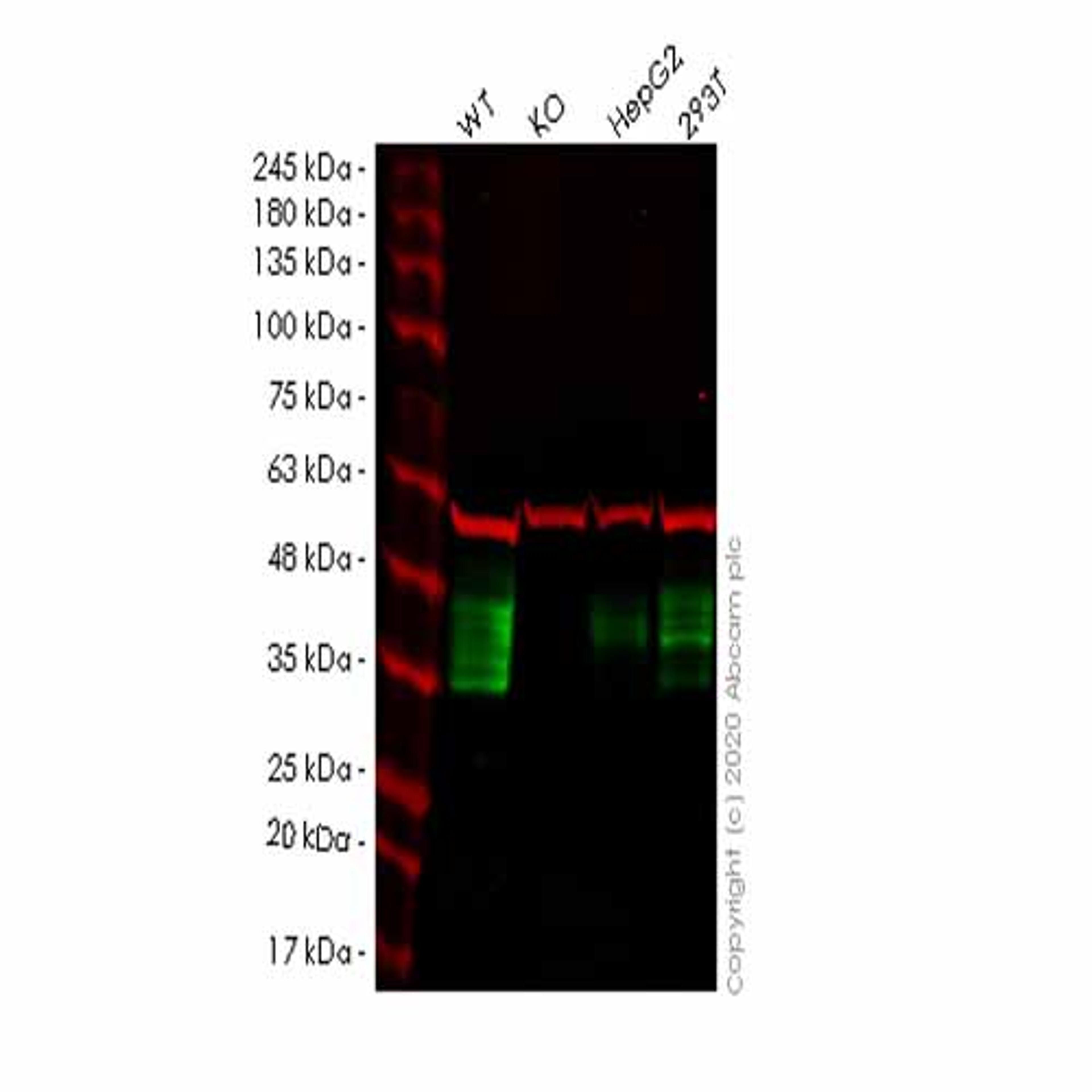 Human MPZL1 (MPZL) knockout HeLa cell line - Abcam plc - Life Sciences