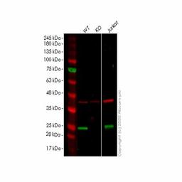 Human ITPA knockout HEK293T cell line - Abcam plc - Life Sciences