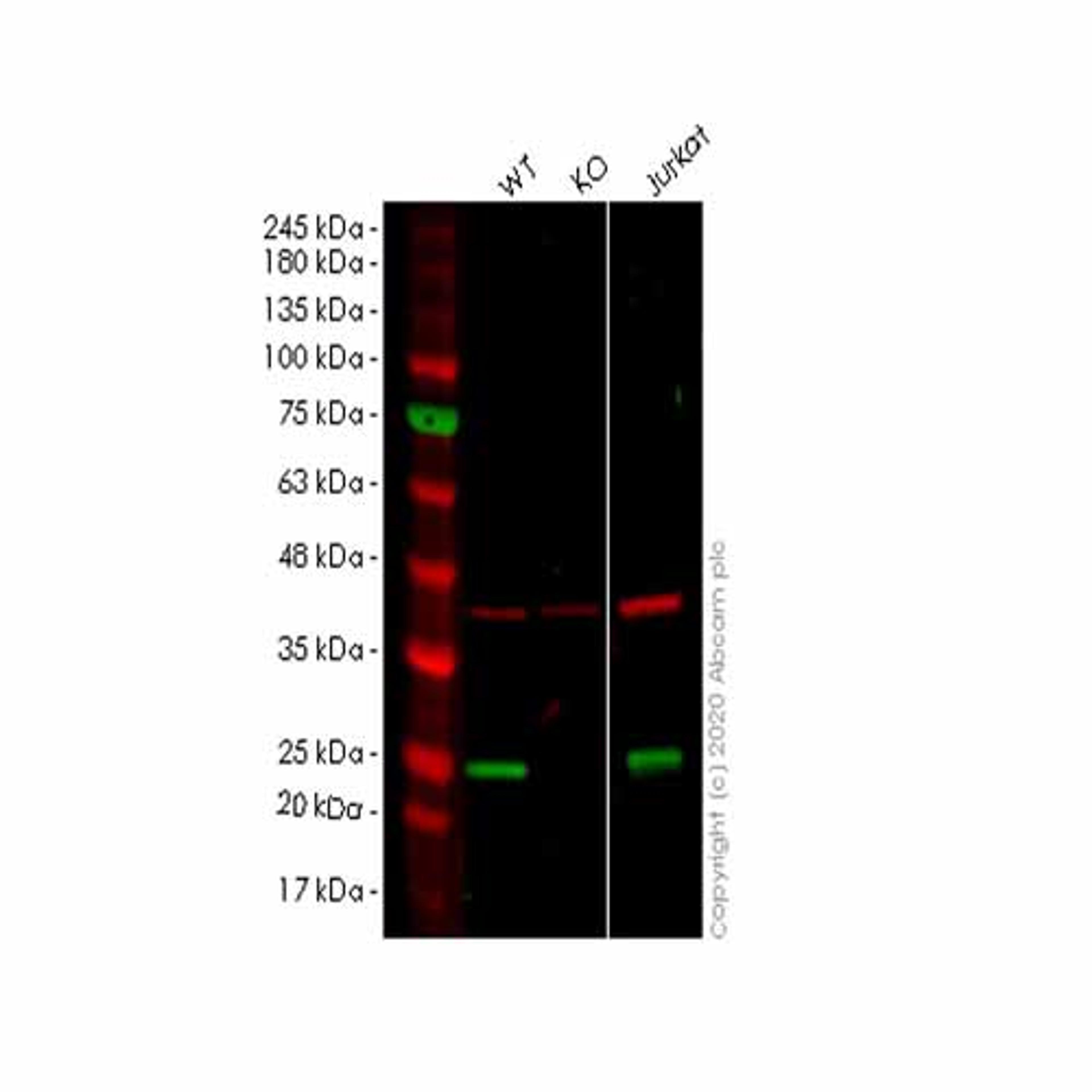 Human ITPA knockout HEK293T cell line - Abcam plc - Life Sciences