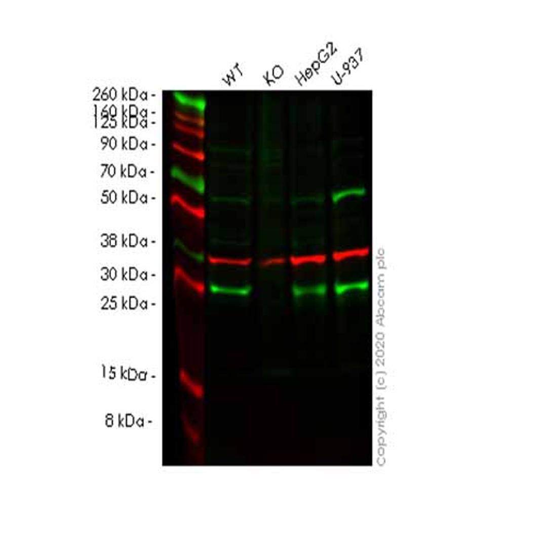 Human NUDT5 knockout HEK293T cell line - Abcam plc - Life Sciences