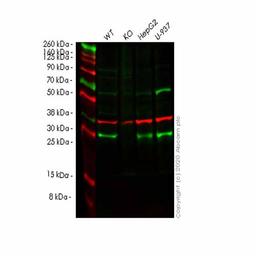 Human NUDT5 knockout HEK293T cell line - Abcam plc - Life Sciences