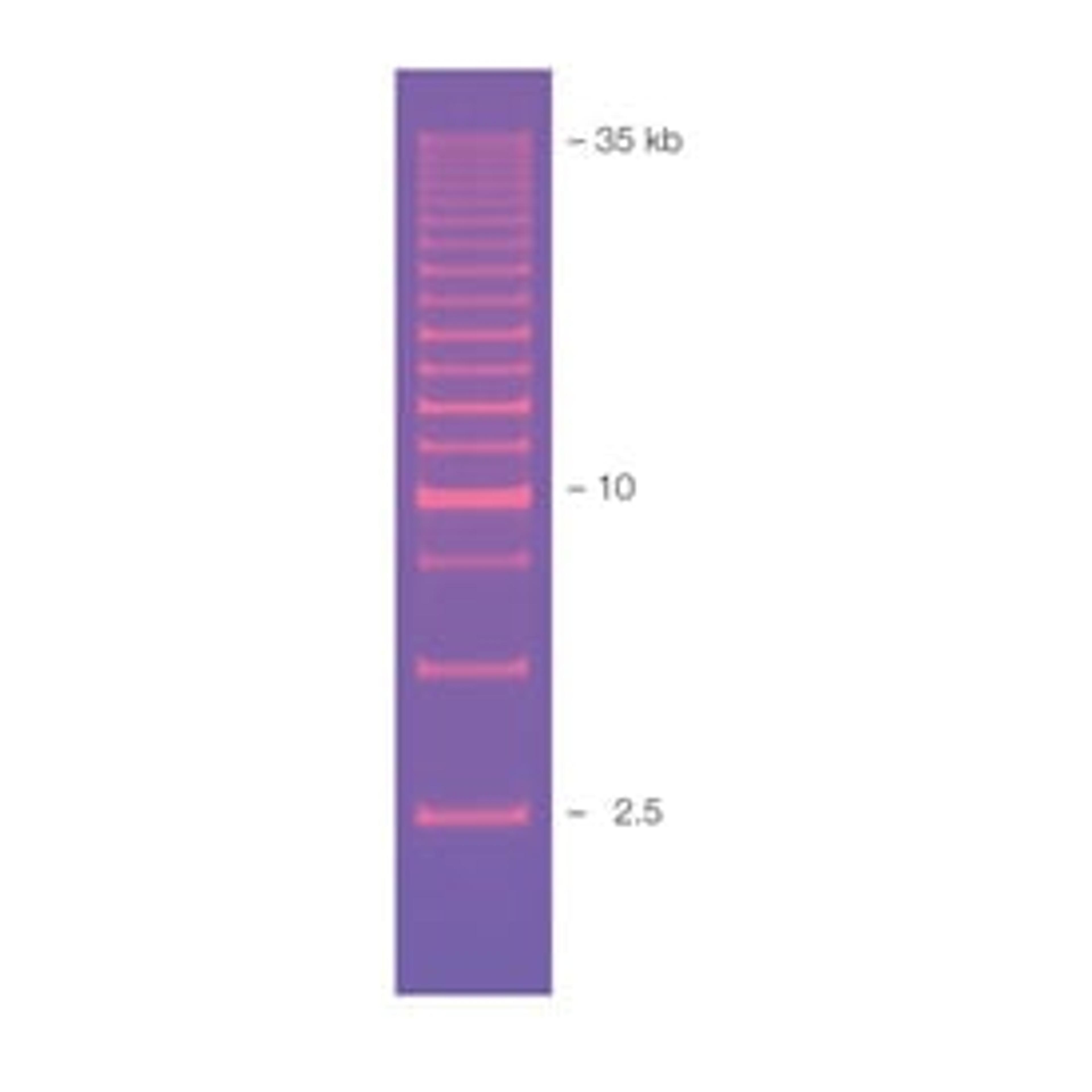 2.5 kb Molecular Ruler - Bio-Rad - Life Sciences