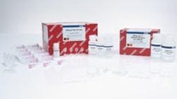 RNeasy Protect Bacteria Mini Kit (50) - QIAGEN