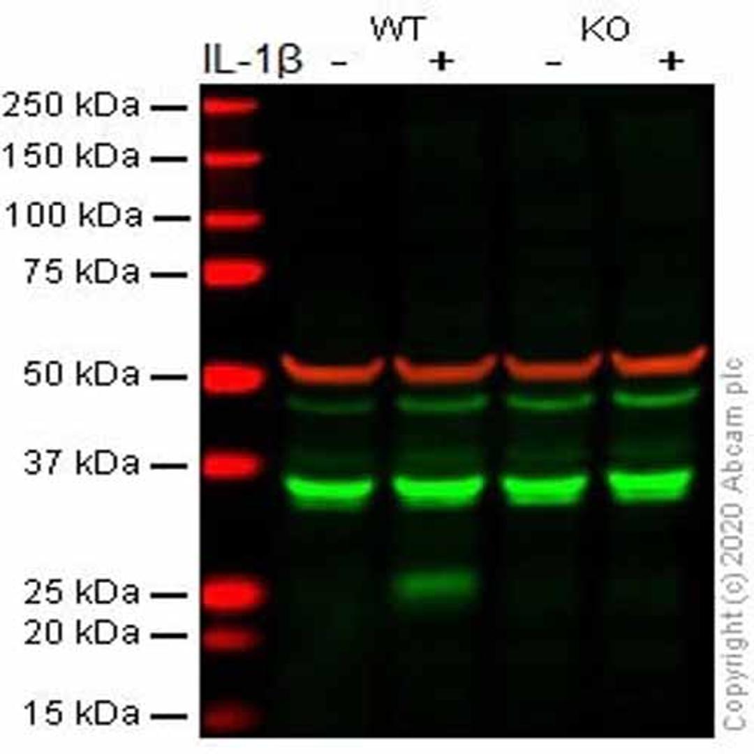 Human IL-6 knockout A549 cell line - Abcam plc - Life Sciences