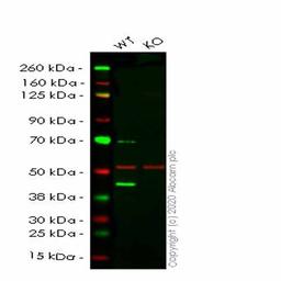Human GLUL (Glutamine Synthetase) knockout HeLa cell line - Abcam plc - Life Sciences