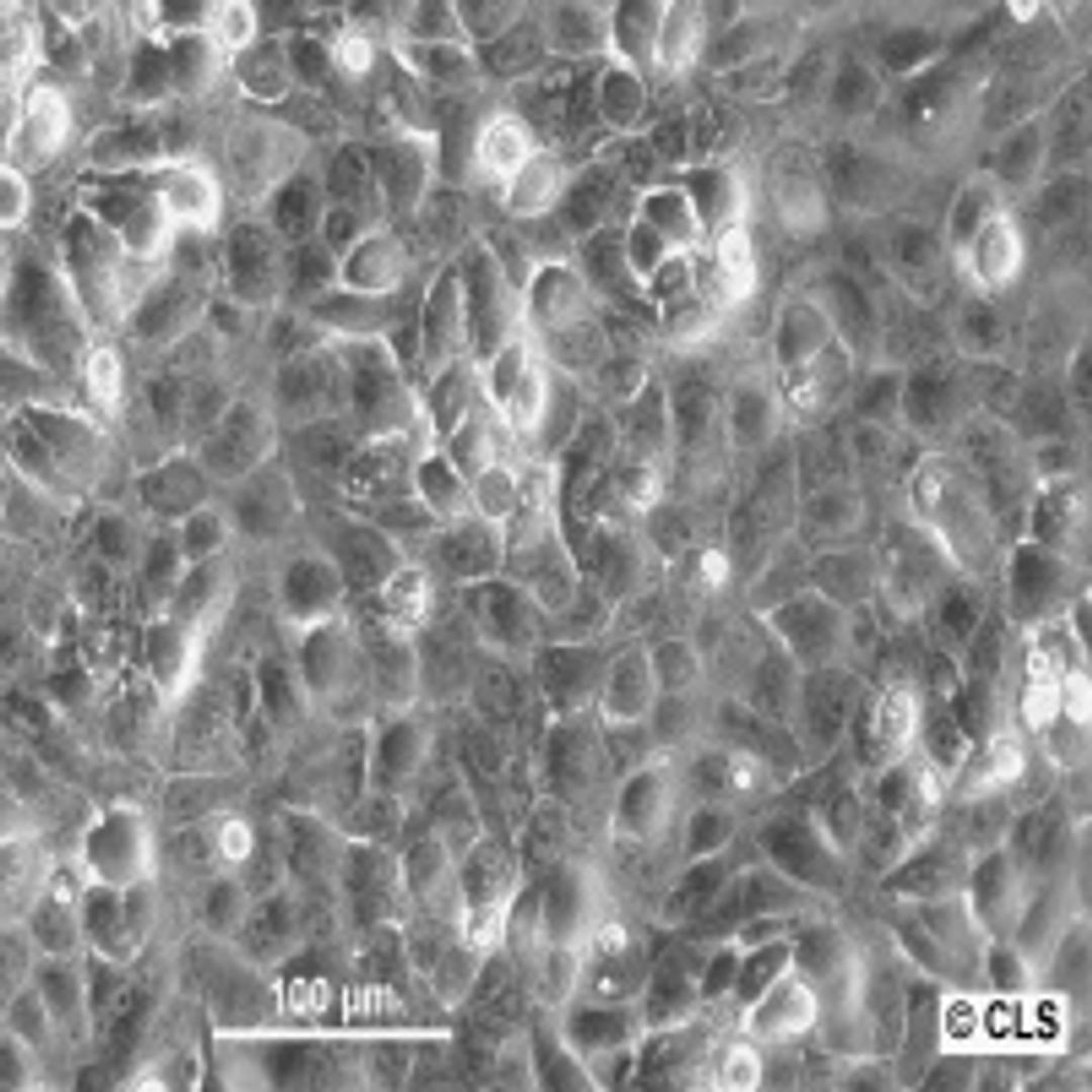 CaSki - Cell Lines Service GmbH - Life Sciences