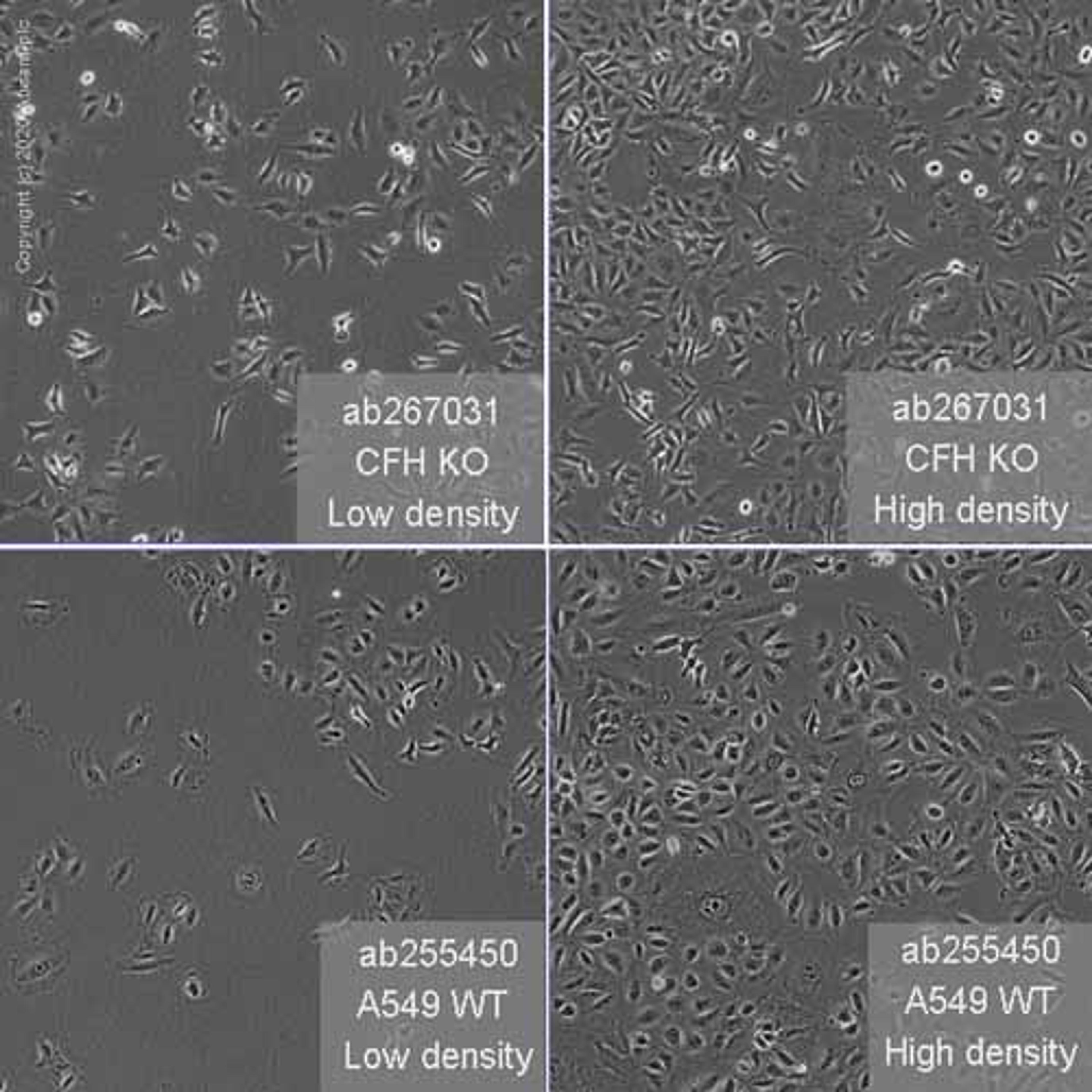 Human CFH (Factor H) knockout A549 cell line - Abcam plc - Life Sciences