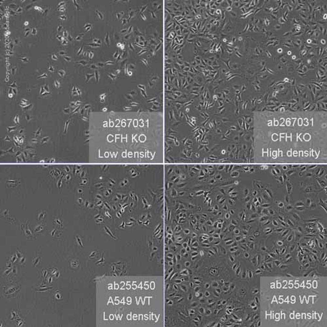 Human CFH (Factor H) knockout A549 cell line - Abcam plc - Life Sciences
