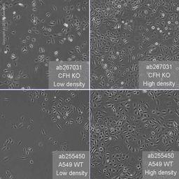 Human CFH (Factor H) knockout A549 cell line - Abcam plc - Life Sciences