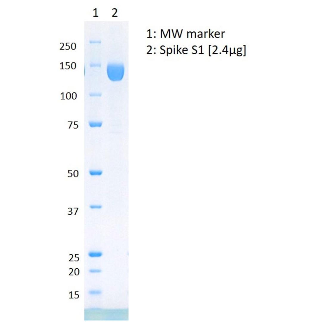 Purified 2019-nCoV Spike S1 protein