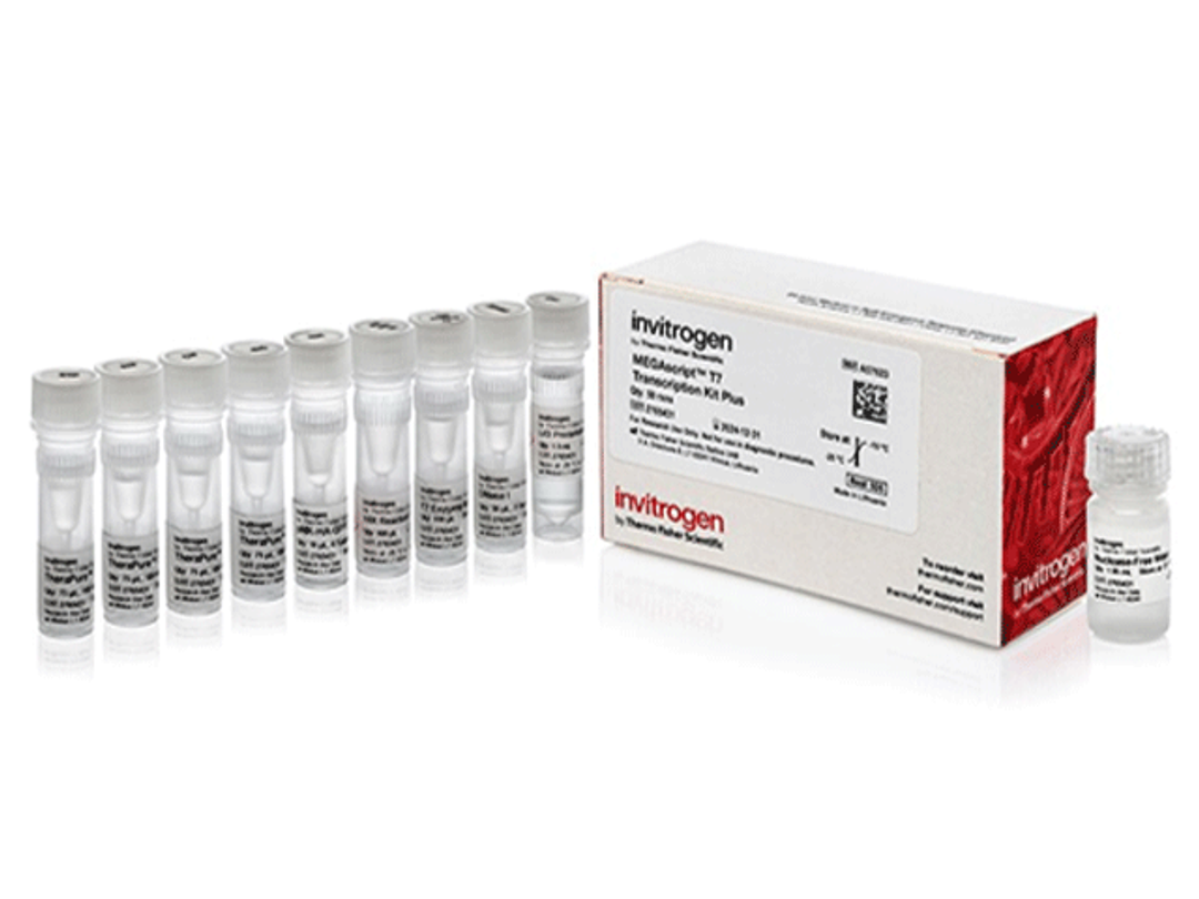 Invitrogen™ MegaScript™ T7 Transcription Kit Plus - Thermo Fisher Scientific - Life Sciences