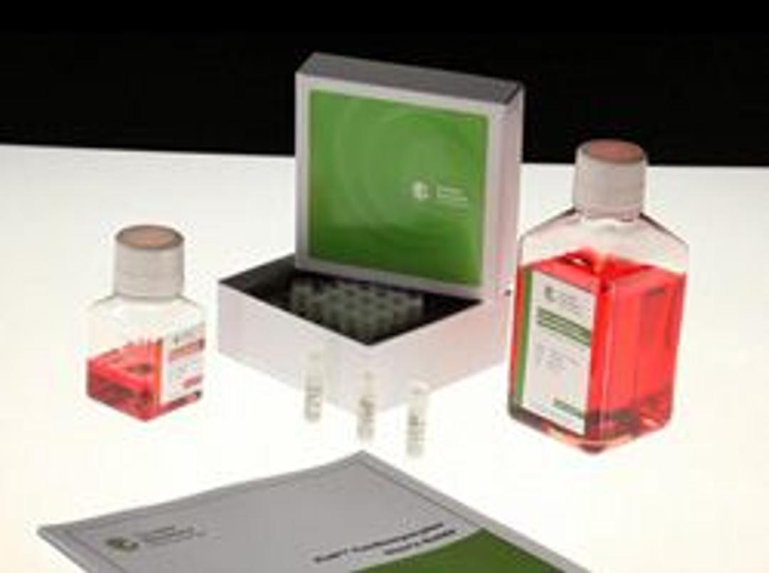 iCell Cardiomyocytes - Cellular Dynamics International - Life Sciences