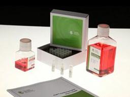 iCell Cardiomyocytes - Cellular Dynamics International - Life Sciences