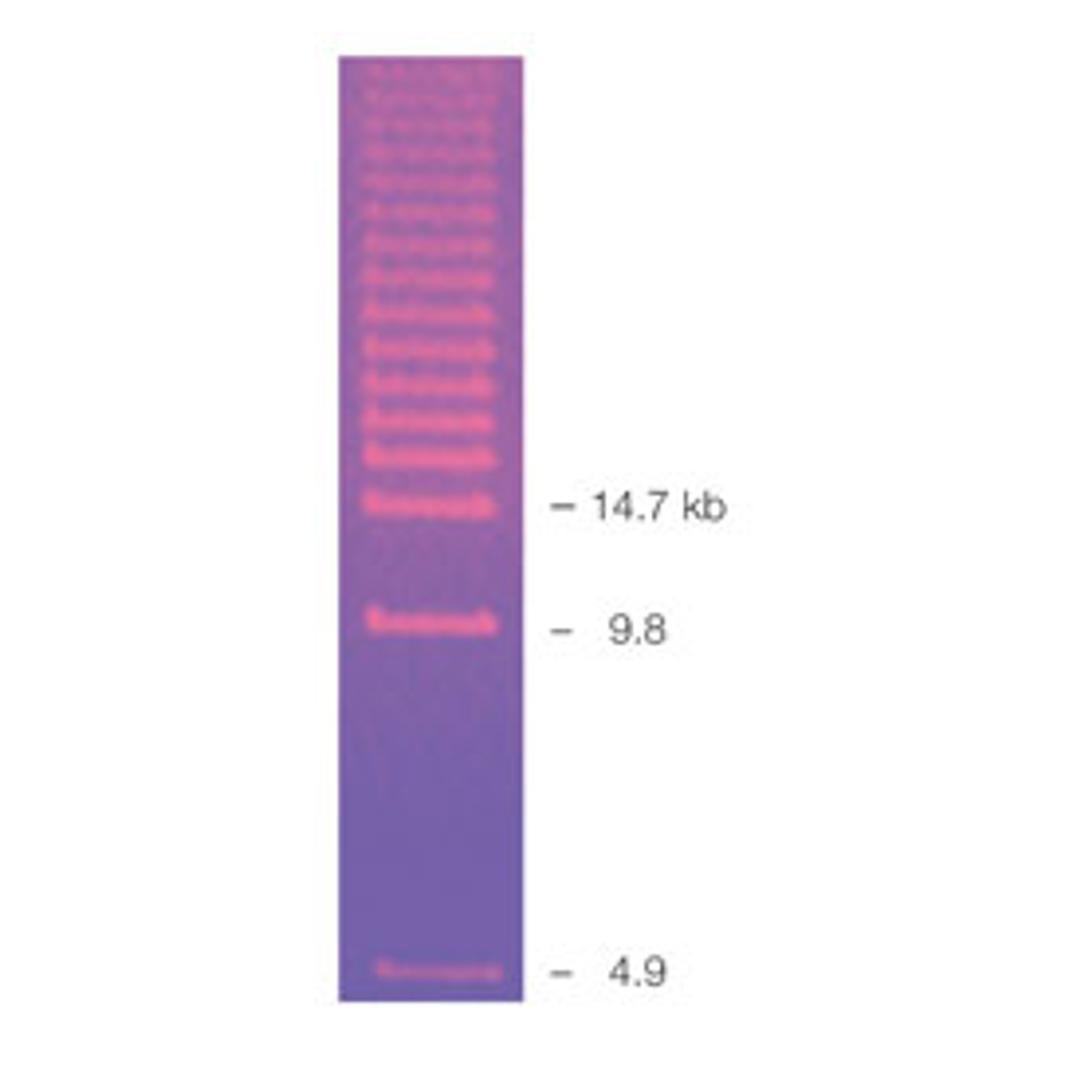 CHEF DNA Size Standard #1703624 - Bio-Rad - Life Sciences