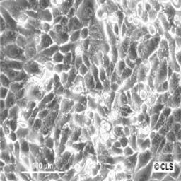 RenCa - Cell Lines Service GmbH - Life Sciences