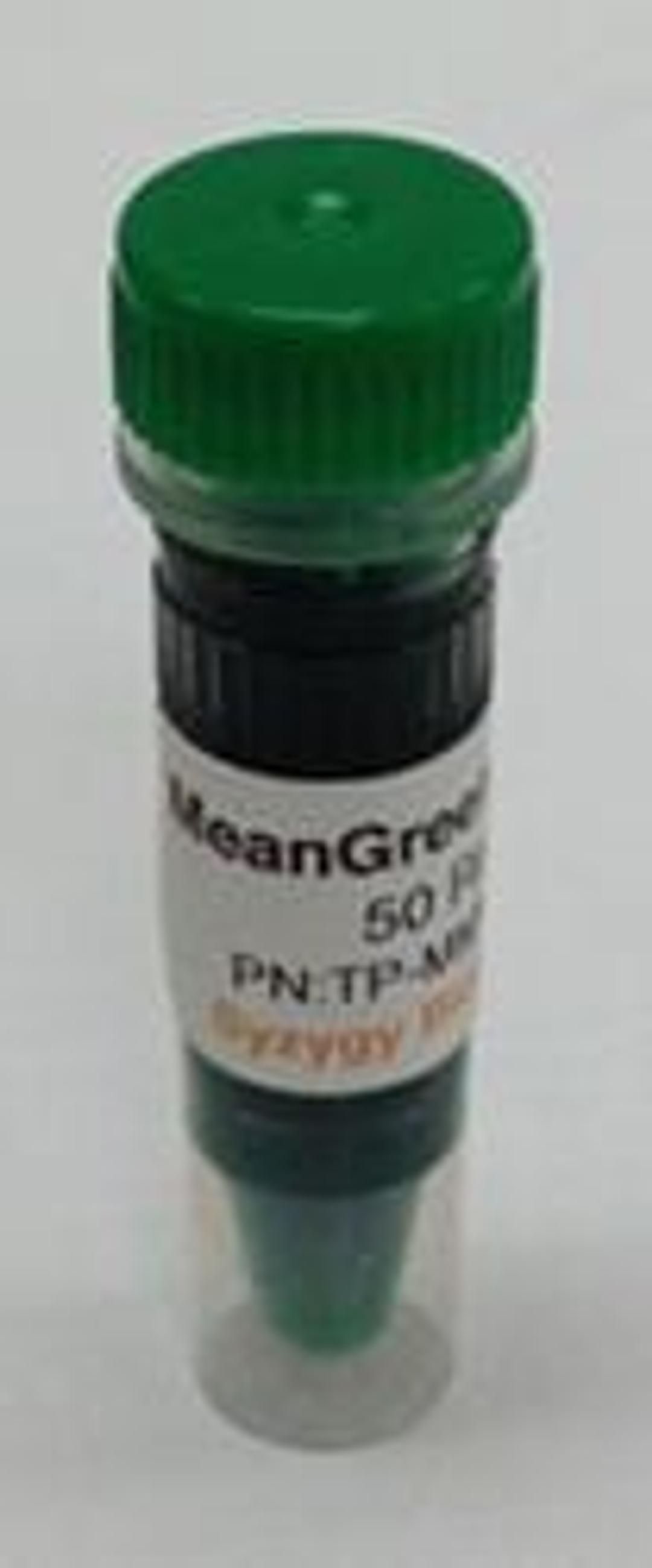 FlashTaq 2x MeanGreen Master Mix - Syzygy Biotech - Life Sciences