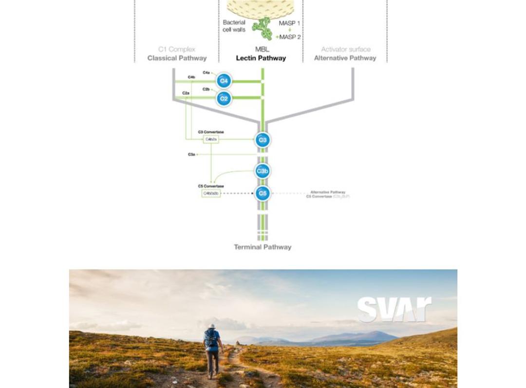 Wieslab® Complement MBL Pathway (RUO & IVD*) - Svar Life Science AB - Life Sciences