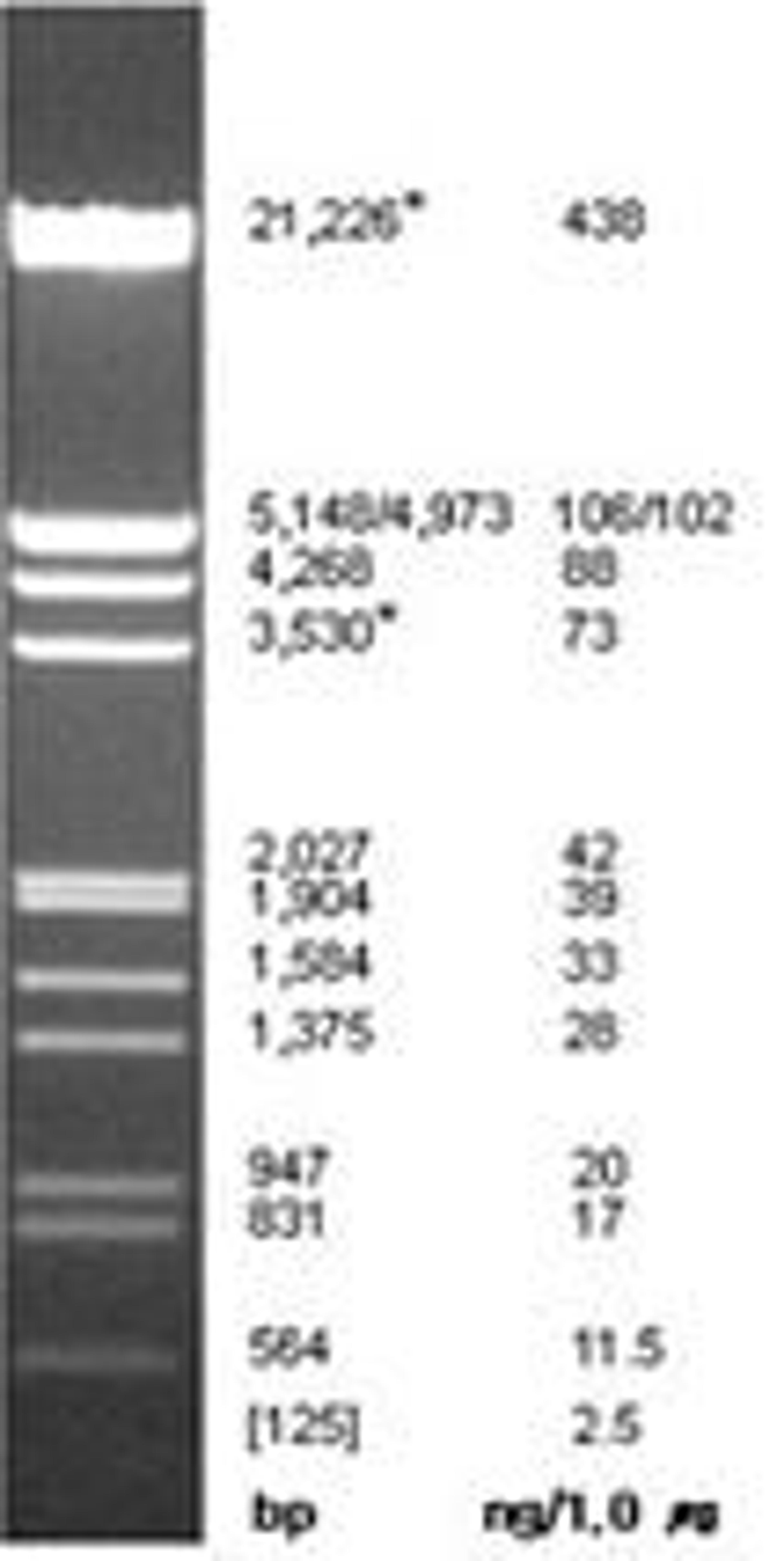 Lambda DNA/EcoRI + Hind III Marker, 125 - 21,226 bp, 500 µl (0.2 ug/µl) - Bioneer - Life Sciences