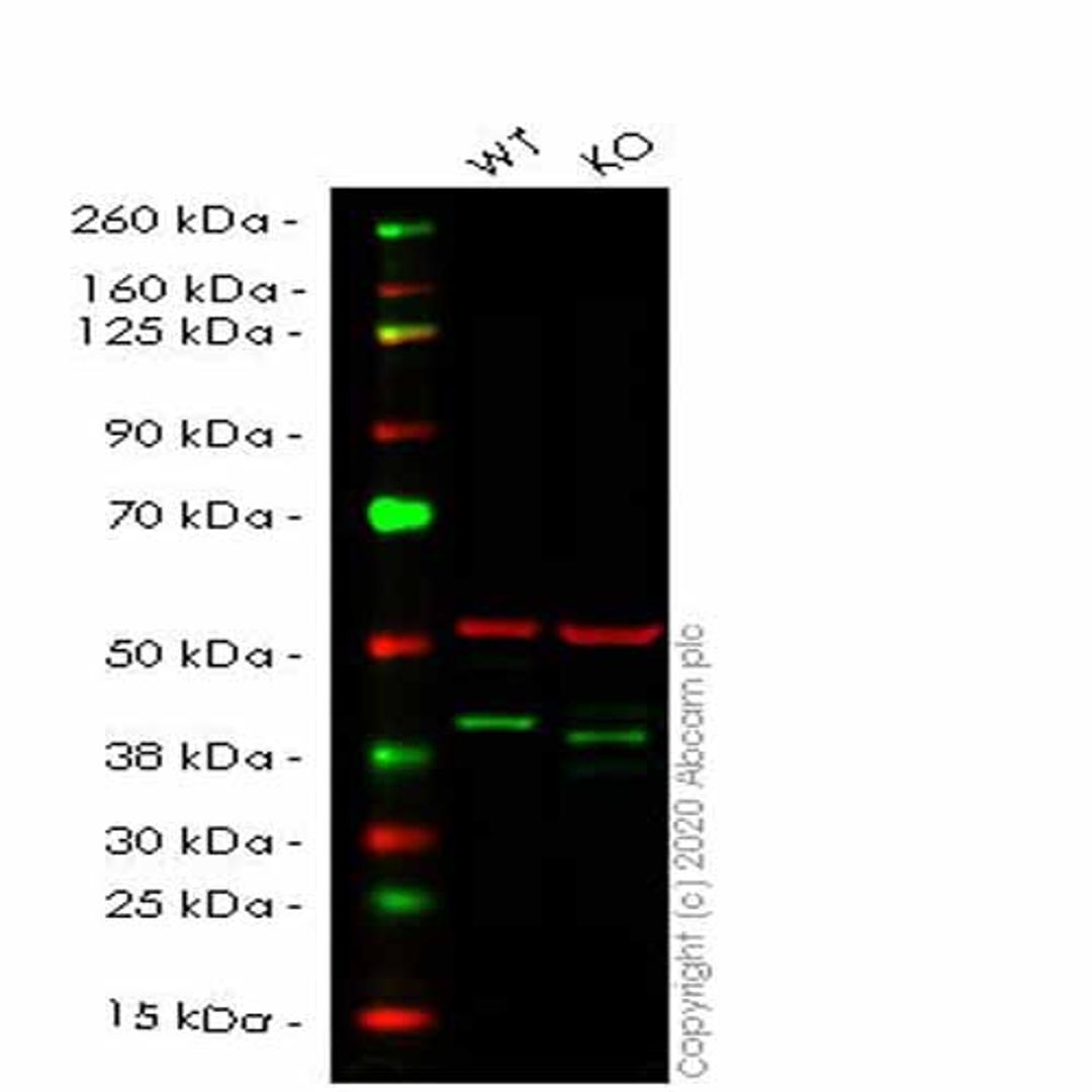 Human H2AFY (mH2A1) knockout HEK293T cell line - Abcam plc - Life Sciences