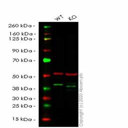 Human H2AFY (mH2A1) knockout HEK293T cell line - Abcam plc - Life Sciences