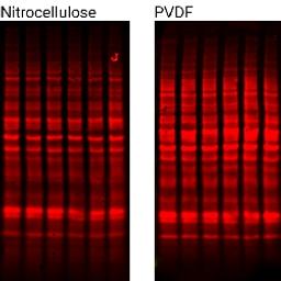 Revert™ 700 Total Protein Stain Products - LICORbio - Life Sciences