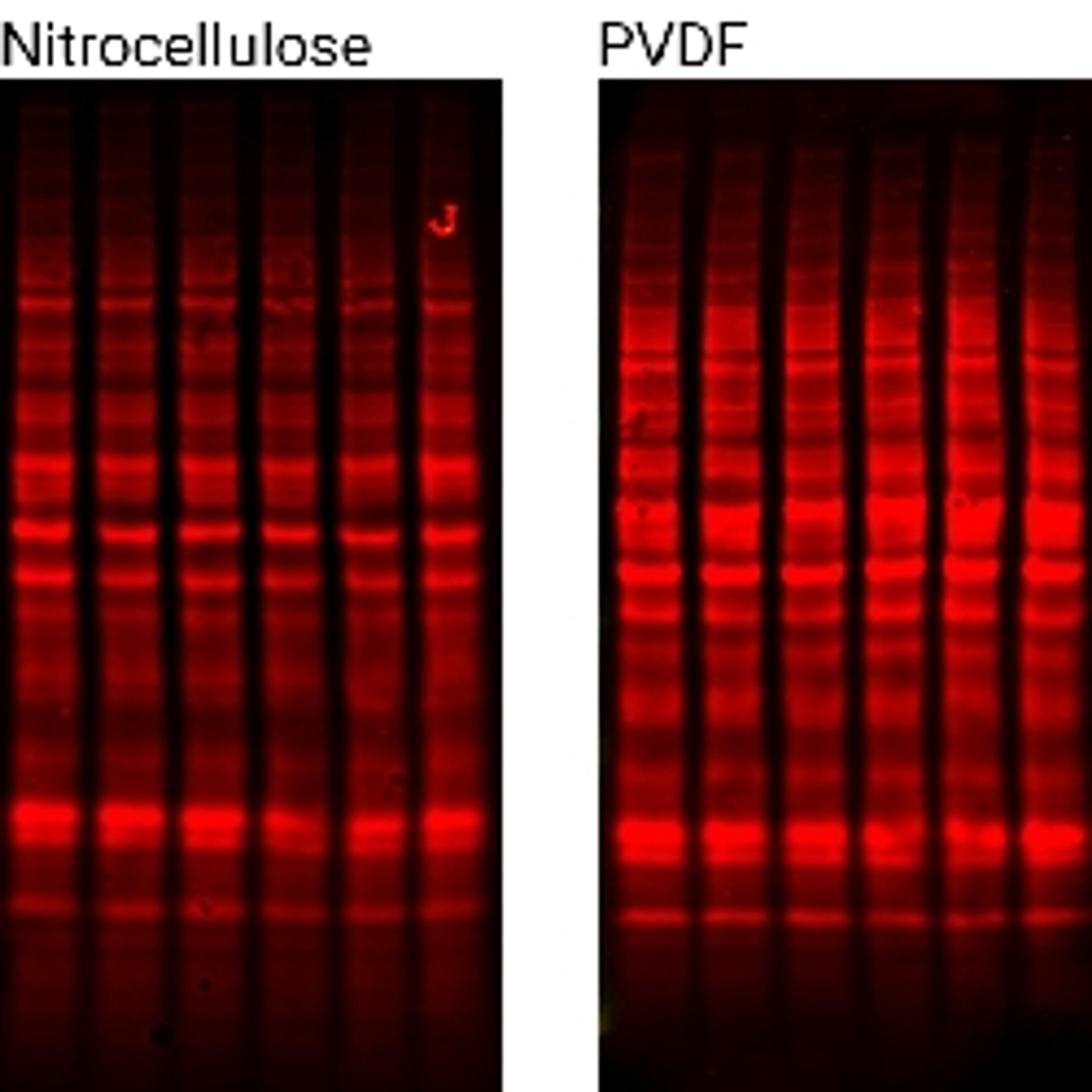 Revert™ 700 Total Protein Stain Products - LICORbio - Life Sciences