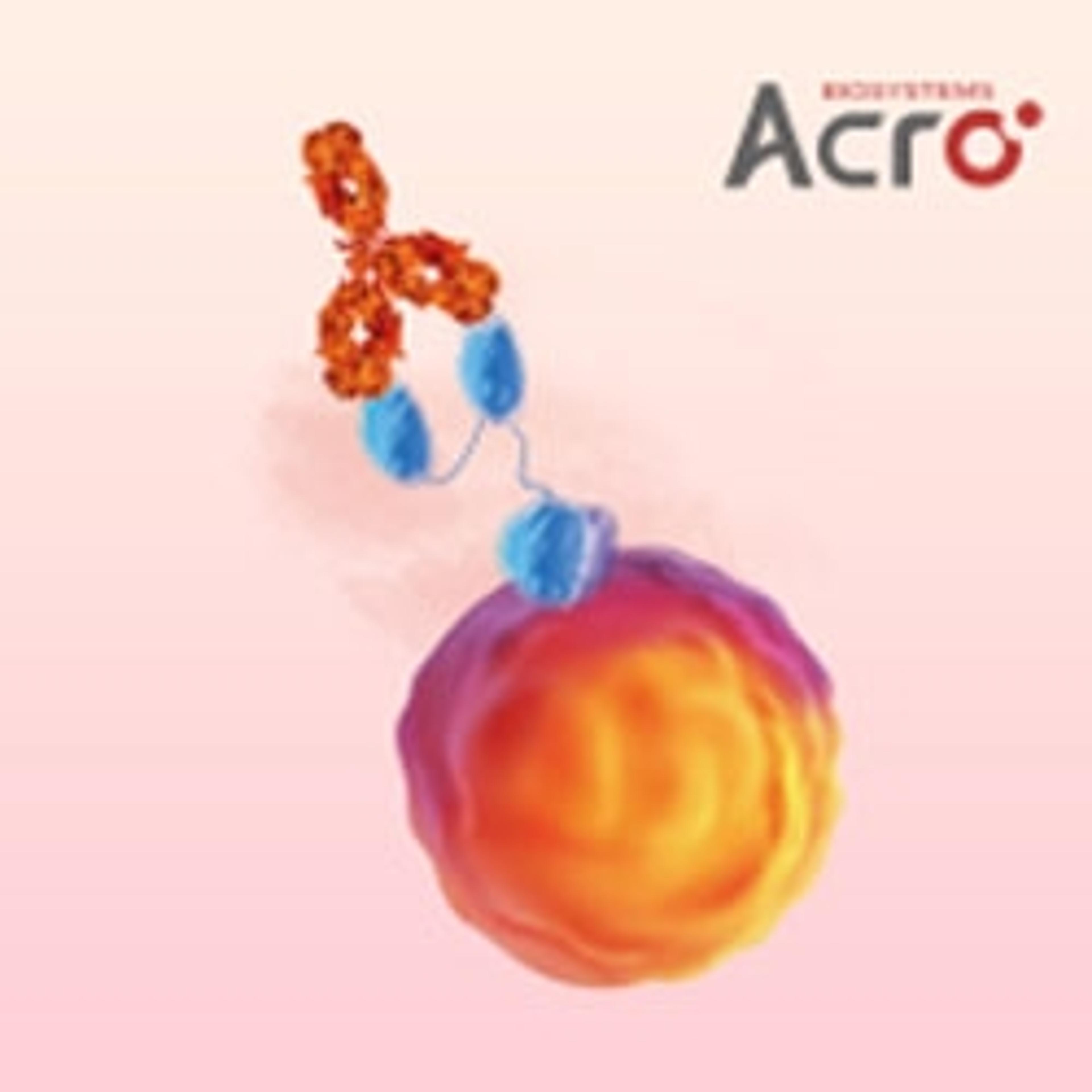 PE-Labeled Monoclonal Anti-FMC63 scFv Antibody, Mouse IgG1 (Y45) (Site-specific conjugation) DMF Filed - ACROBiosystems - Life Sciences