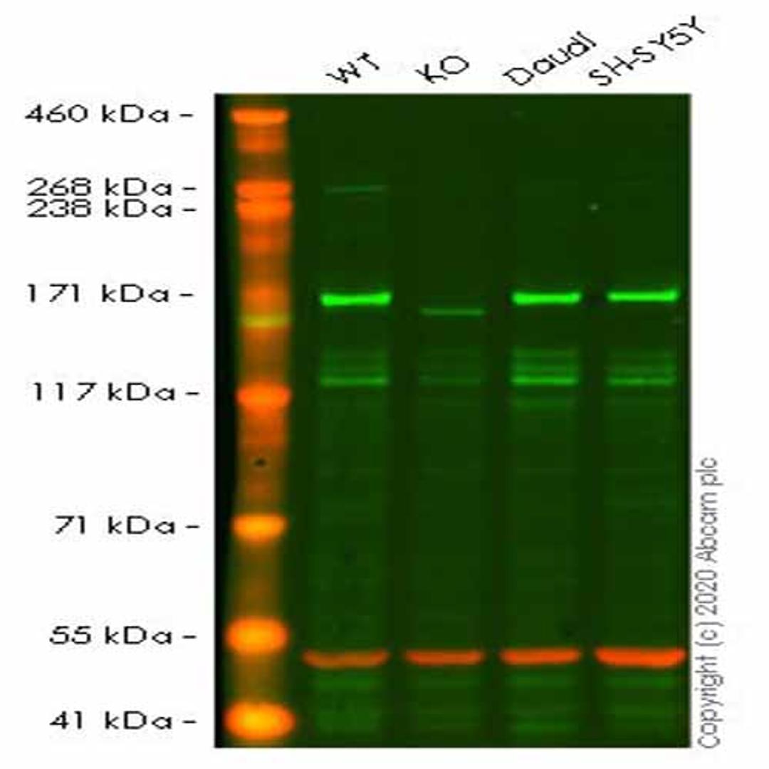 Human EEA1 knockout HeLa cell line - Abcam plc - Life Sciences