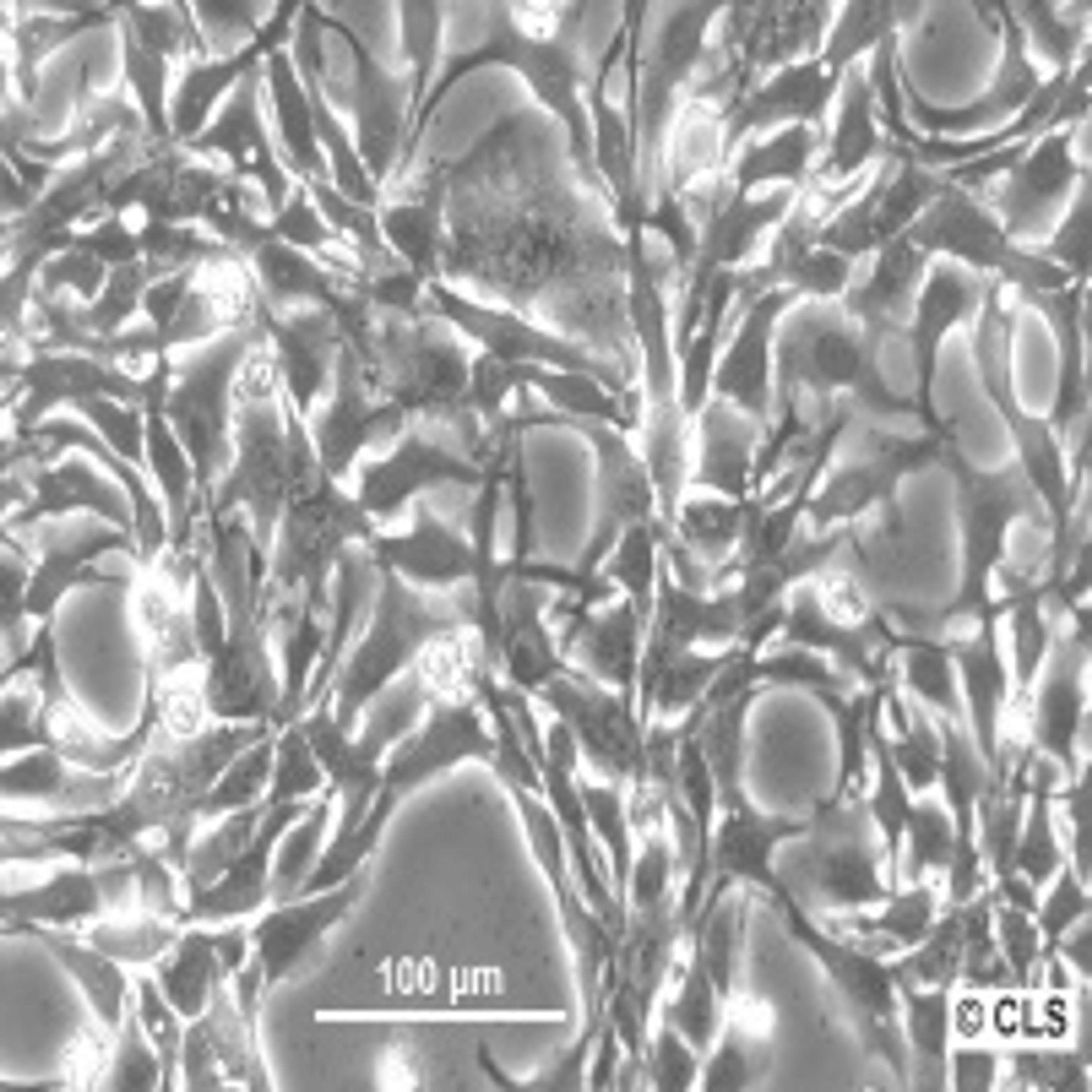 BT-20 - Cell Lines Service GmbH - Life Sciences