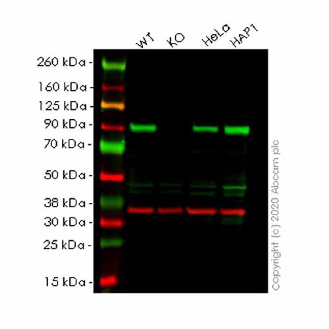 Human HSP90AA1 (Hsp90 alpha) knockout HEK293T cell line - Abcam plc - Life Sciences