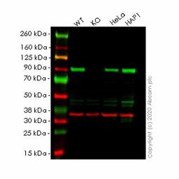 Human HSP90AA1 (Hsp90 alpha) knockout HEK293T cell line - Abcam plc - Life Sciences